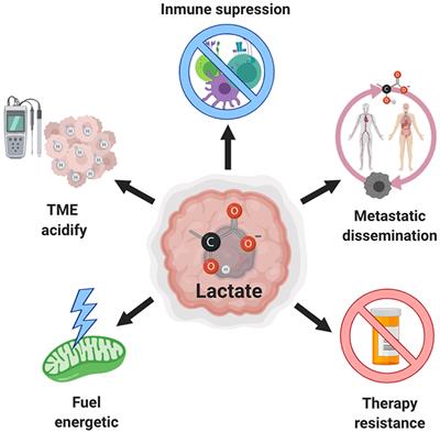 Frontiers Lactate In The Regulation Of Tumor Microenvironment And